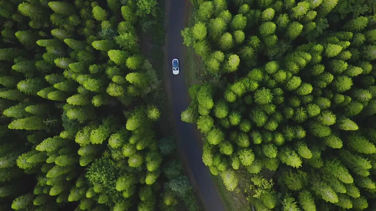 Car Driving through a Forest